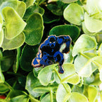 King T'Challa - T's for G's
 - 2